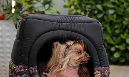 caminha pet confortável

melhor caminha pet para cães

caminha pet lavável

tipos de caminha para cachorro e gato

caminha pet ortopédica